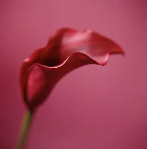 Arum: Lily