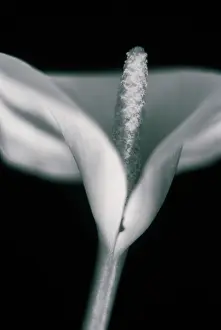 Sympathy: Lily