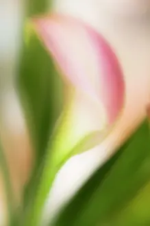 Arum: Lily