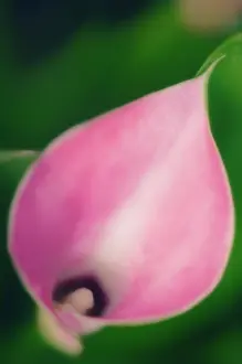 Arum: Lily