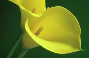 Nurturing: Lily