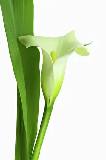 Sympathy: Lily