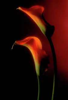Arum: Lily