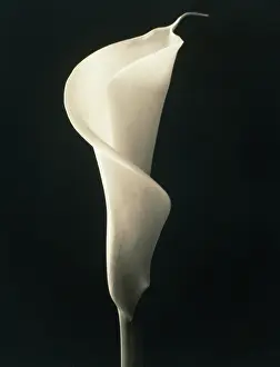 Arum: Lily