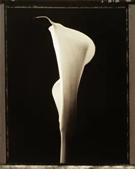 Sympathy: Lily