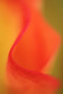 Arum: Lily