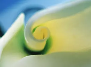 Sympathy: Lily