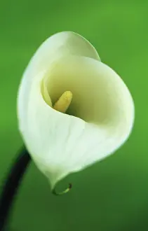Sympathy: Lily
