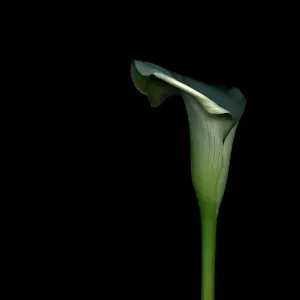 Sympathy: Lily
