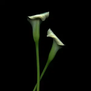 Sympathy: Lily