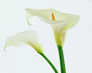 Condolence: Lily