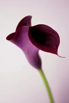 Arum: Lily