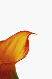 Arum: Lily