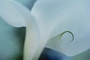 Arum: Lily