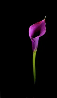 Arum: Lily