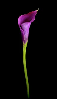 Arum: Lily
