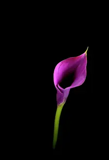 Arum: Lily