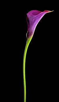 Arum: Lily