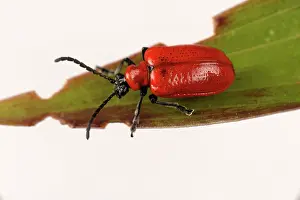 Lilium: Lily beetle