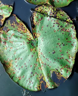 Waterlilies: lily beetle damage to lily leaf