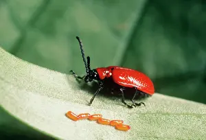 Lilioceris: Lily Beetle - female with eggs