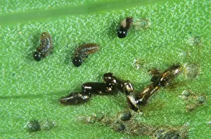 Larvae: Lily Beetle larvae newly hatched