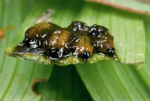 Faeces: Lily Beetle larvae - in protective coat of faeces
