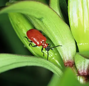 Seedpod: Lily Beetle (Lilioceris lilii)