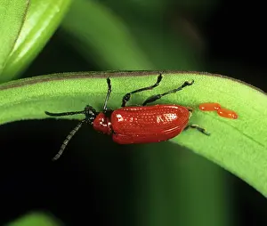 Berkshire: Lily Beetle (Lilioceris lilii) laying eggs