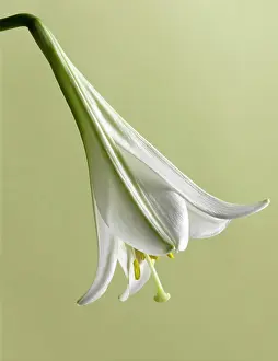 Longiflorum: Lily, Easter lily