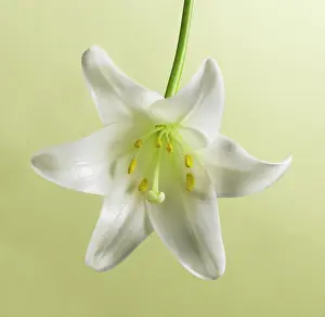 Longiflorum: Lily, Easter lily