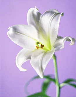 Longiflorum: Lily