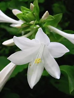 Sympathy: Lily