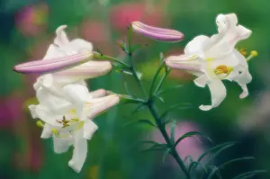 Longiflorum: Lily
