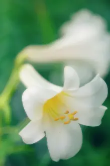 Sympathy: Lily