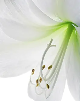 Sympathy: Lily
