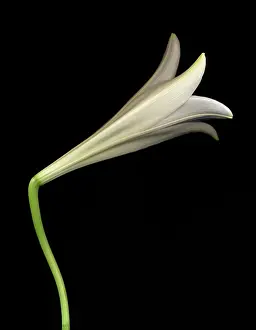 Sympathy: Lily