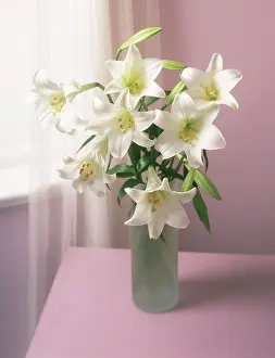 Sympathy: Lily