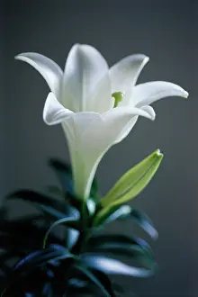 Longiflorum: Lily