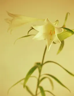 Longiflorum: Lily