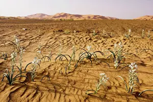 Chebbi: Lily family, in the high Erg Chebbi sand dunes