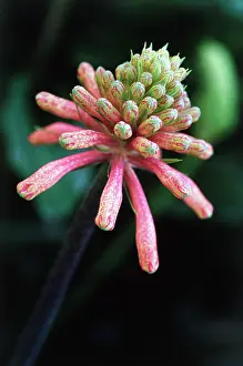 Bracteata: Lily