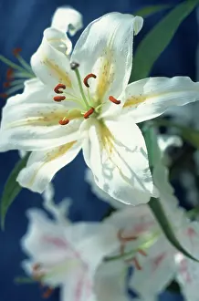 Sympathy: Lily