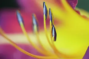 Daylily: Lily