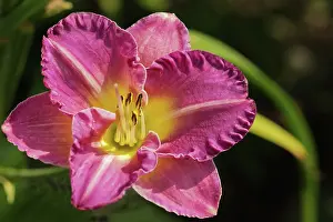 Daylily: Lily
