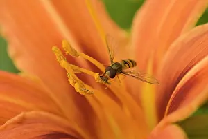 Fulva: Lily