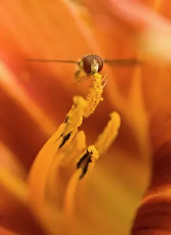 Fulva: Lily
