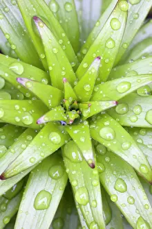 Raindrops: Lily Leaves - Emerging leaves with rain drops