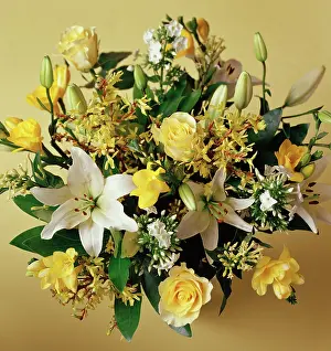 Forsythia: Lily