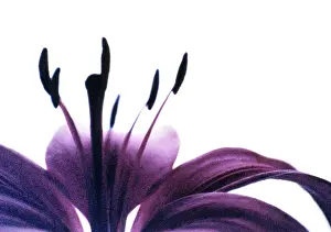Photographic: Lily